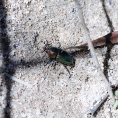 Lamprima aurata (Golden stag beetle) at Paddys River, ACT - 5 Jan 2021 by JimL