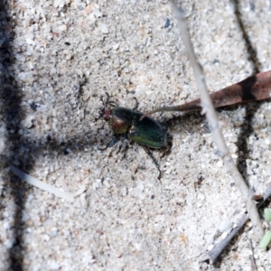 Lamprima aurata at Paddys River, ACT - 5 Jan 2021