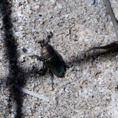 Lamprima aurata at Paddys River, ACT - 5 Jan 2021