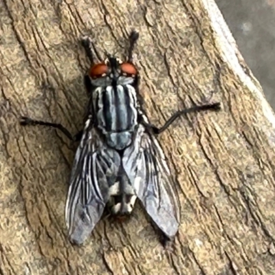 Sarcophaga sp. (genus) (Flesh fly) at Aranda, ACT - 13 Nov 2022 by KMcCue