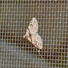 Phrissogonus laticostata (Apple looper moth) at Aranda, ACT - 13 Nov 2022 by KMcCue