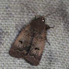 Proteuxoa hypochalchis (Black-bar Noctuid) at O'Connor, ACT - 6 Nov 2022 by ibaird