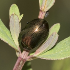 Chrysolina quadrigemina at Acton, ACT - 12 Nov 2022