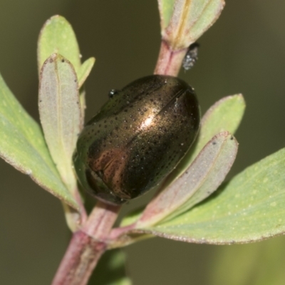 Chrysolina quadrigemina (Greater St Johns Wort beetle) at Acton, ACT - 12 Nov 2022 by AlisonMilton
