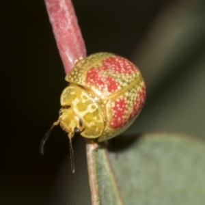 Paropsisterna fastidiosa at Acton, ACT - 12 Nov 2022