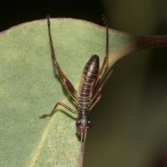 Torbia viridissima (Gum Leaf Katydid) at Acton, ACT - 12 Nov 2022 by AlisonMilton