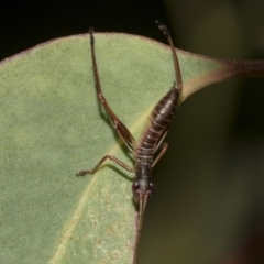 Torbia viridissima at Acton, ACT - 12 Nov 2022