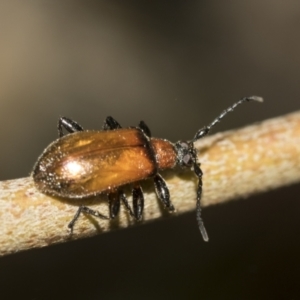 Ecnolagria grandis at Acton, ACT - 12 Nov 2022