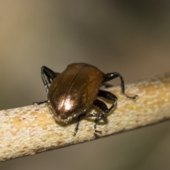 Ecnolagria grandis at Acton, ACT - 12 Nov 2022