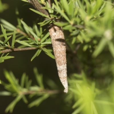 Lepidoscia (genus) IMMATURE (Unidentified Cone Case Moth larva, pupa, or case) at Acton, ACT - 12 Nov 2022 by AlisonMilton