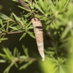 Conoeca or Lepidoscia (genera) IMMATURE at Acton, ACT - 12 Nov 2022