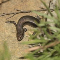 Lampropholis guichenoti (Common Garden Skink) at Acton, ACT - 12 Nov 2022 by AlisonMilton