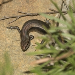 Lampropholis guichenoti at Acton, ACT - 12 Nov 2022 04:24 PM