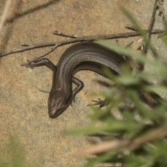 Lampropholis guichenoti at Acton, ACT - 12 Nov 2022 04:24 PM