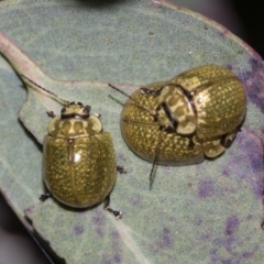 Paropsisterna cloelia (Eucalyptus variegated beetle) at Acton, ACT - 12 Nov 2022 by AlisonMilton