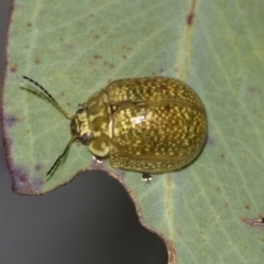 Paropsisterna cloelia at Acton, ACT - 12 Nov 2022