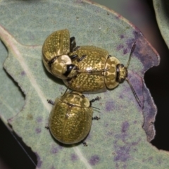 Paropsisterna cloelia at Acton, ACT - 12 Nov 2022