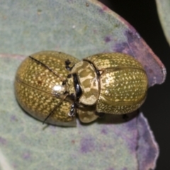 Paropsisterna cloelia at Acton, ACT - 12 Nov 2022