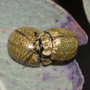 Paropsisterna cloelia at Acton, ACT - 12 Nov 2022