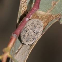 Trachymela sp. (genus) (Brown button beetle) at ANU Dickson Precinct - 12 Nov 2022 by AlisonMilton