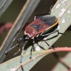 Dindymus versicolor at Acton, ACT - 12 Nov 2022