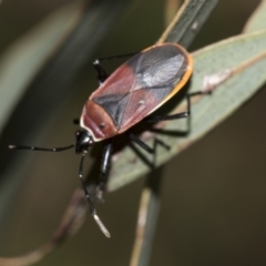 Dindymus versicolor at Acton, ACT - 12 Nov 2022