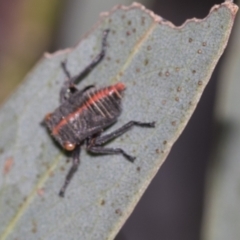 Eurymeloides minuta (Gumtree leafhopper) at ANU Dickson Precinct - 12 Nov 2022 by AlisonMilton