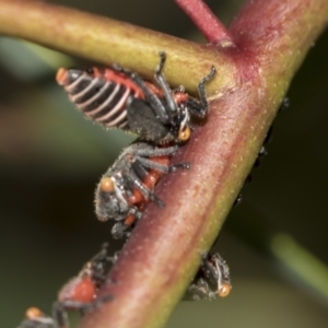 Eurymeloides minuta at Australian National University - 12 Nov 2022