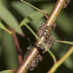 Eurymeloides minuta at Australian National University - 12 Nov 2022 04:59 PM