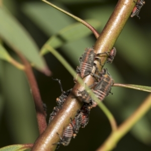 Eurymeloides minuta at Australian National University - 12 Nov 2022