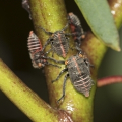 Eurymeloides minuta at Australian National University - 12 Nov 2022