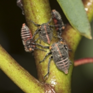 Eurymeloides minuta at Australian National University - 12 Nov 2022 04:59 PM