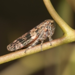 Eurymeloides adspersa (Gumtree hopper) at Australian National University - 12 Nov 2022 by AlisonMilton