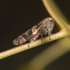 Eurymeloides adspersa at Acton, ACT - 12 Nov 2022 05:05 PM