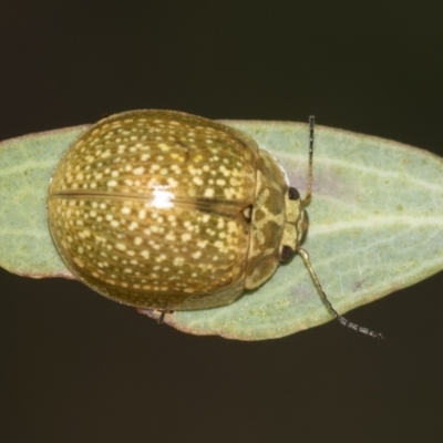 Paropsisterna cloelia (Eucalyptus variegated beetle) at ANU Dickson Precinct - 12 Nov 2022 by AlisonMilton