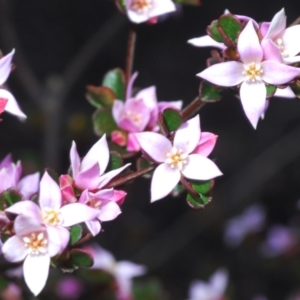 Boronia algida at Tinderry, NSW - 10 Nov 2022