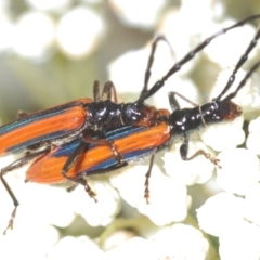 Stenoderus suturalis (Stinking Longhorn) at North Nowra, NSW - 4 Nov 2022 by Harrisi