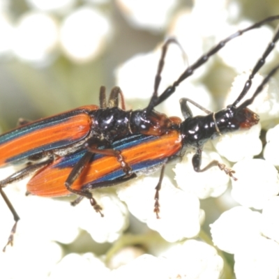 Stenoderus suturalis (Stinking Longhorn) at North Nowra, NSW - 4 Nov 2022 by Harrisi