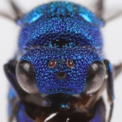 Primeuchroeus sp. (genus) at Evatt, ACT - 10 Nov 2022 04:49 PM