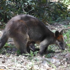 Wallabia bicolor (Swamp Wallaby) at Acton, ACT - 12 Nov 2022 by TimL