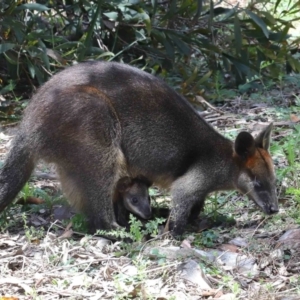 Wallabia bicolor at Acton, ACT - 12 Nov 2022