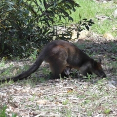 Wallabia bicolor at Acton, ACT - 12 Nov 2022