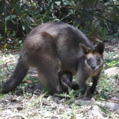 Wallabia bicolor at Acton, ACT - 12 Nov 2022