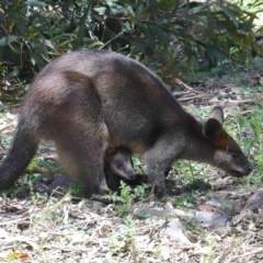 Wallabia bicolor at Acton, ACT - 12 Nov 2022