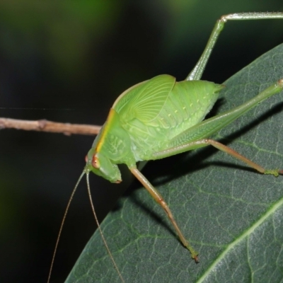 Caedicia simplex (Common Garden Katydid) at ANBG - 12 Nov 2022 by TimL