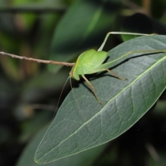 Caedicia simplex at Acton, ACT - 12 Nov 2022