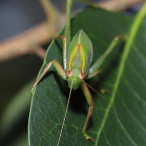 Caedicia simplex at Acton, ACT - 12 Nov 2022