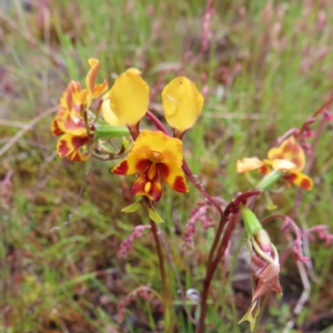 Diuris semilunulata at Kambah, ACT - 13 Nov 2022