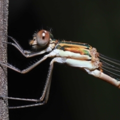 Austrolestes analis (Slender Ringtail) at Acton, ACT - 12 Nov 2022 by TimL