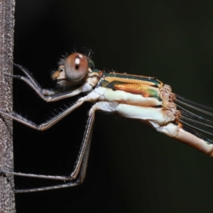 Austrolestes analis at Acton, ACT - 12 Nov 2022 11:23 AM